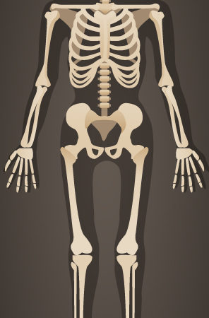 Britannica Skeleton