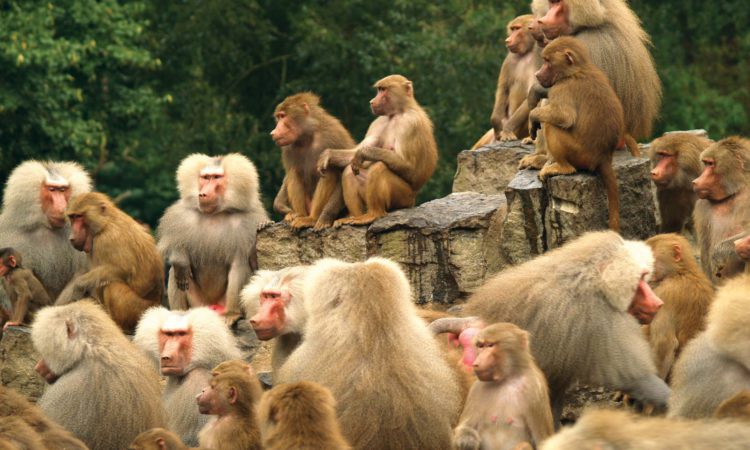 monkeys-in-a-group-britannica