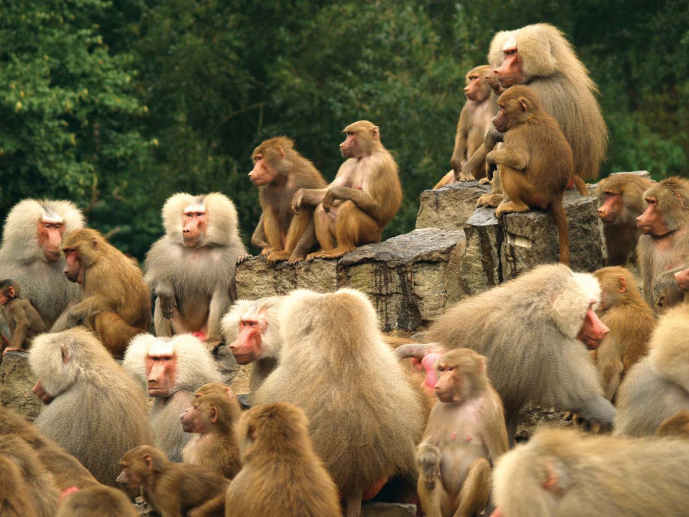 Monkeys In a Group